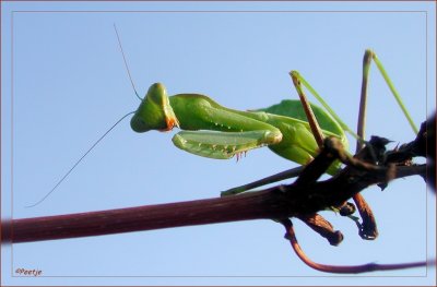 Bidsprinkhaan - Praying Mantis