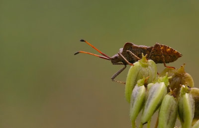 Zuringwants -Coreus Marginatus - Dock Leaf Bug