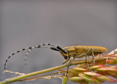 Distelboktor - Agapanthia villosoviri descens - Longhorn Beetle