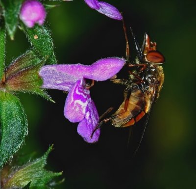 snuitvlieg - Rhingia campestris - Hoverfly