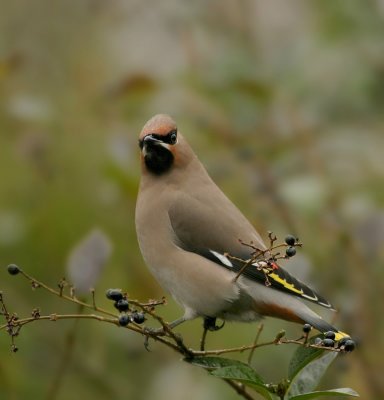 Pestvogel - Bombycilla garrulus - Bohemian Waxwing