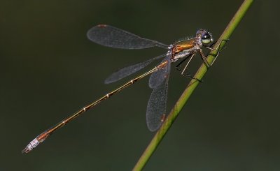 Tengere Pantserjuffer -  Lestes Virens - Small Emerald Damselfly