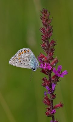 Icarusblauwtje - Polyommatus icarus - Common Blue