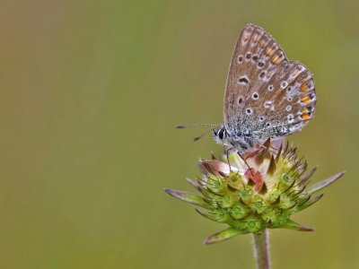 Icarusblauwtje - Polyommatus icarus - Common Blue