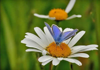 Icarusblauwtje - Polyommatus icarus - Common Blue