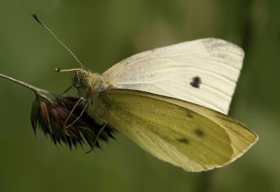 Groot Koolwitje - Pieris brassicae - Large White