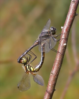 Dragonflies - Libellen