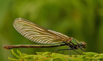 Weidebeekjuffer - Calopteryx splendens - Banded Demoiselle