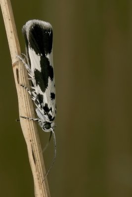 Mot - Ethmia quadrillella - Moth