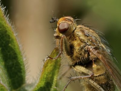 Strontvlieg - Scatophaga stercoaria - Yellow Dungfly