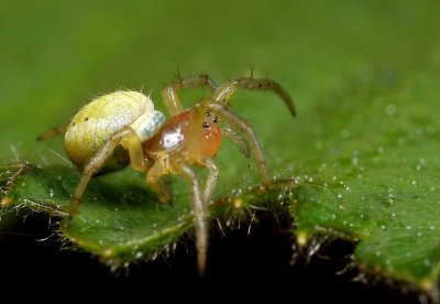 Spinnetje - Little Spider