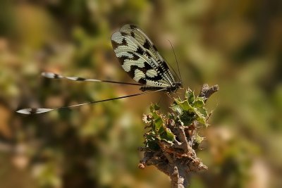 Griekse Wimpelstaart - Nemoptera coa-Grecian Streamertail