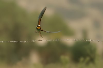 Bijeneter - Merops apiaster - Bee-eater