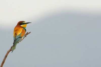 Bijeneter - Merops apiaster - Bee-eater