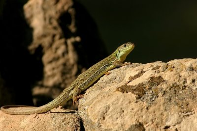 Reuzensmaragdhagedis - Lacerta trilineata - Balkan green lizard