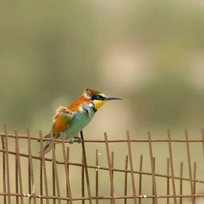 Bijeneter - Merops apiaster - Bee-eater