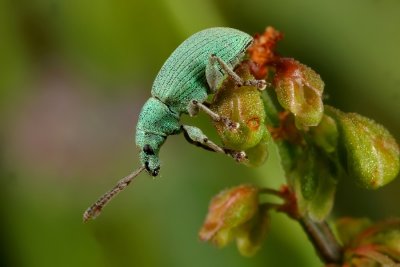 Groene Bladsnuitkever - Phyllobius virideaerus -  Green Immigrant Leaf Weevil