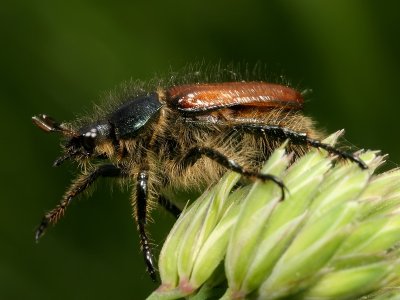 Rozenkever - Phylloperta horticola