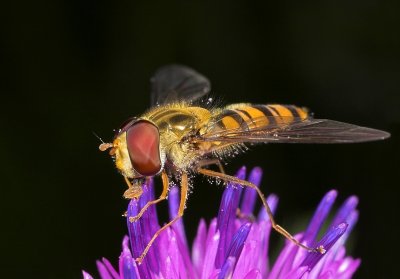 Pyama Zweefvlieg - Episyrphus Balteatus - Marmelade Fly