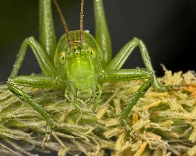 Grote groene sabelsprinkhaan - Tettigonia viridissima - Great Green Bush Cricket