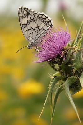 Lesbisch Dambordje - Melanargia larissa lesbina - Lesbian Marbled White