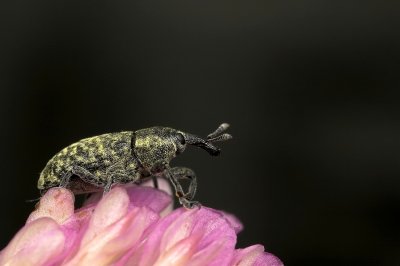 Snuitkever - Larinus planus - Bud Weevil