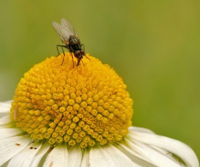 Vliegje op Margriet - Little fly on flower