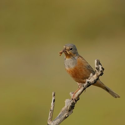 Bruinkeelortolaan - Cretzschmar's Bunting