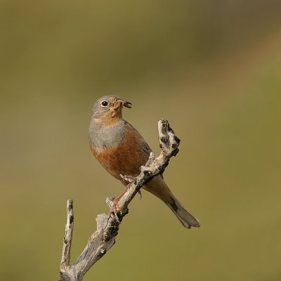 Bruinkeelortolaan - Emberiza caesia - Cretzschmar's Bunting