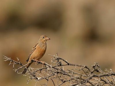 Bruinkeelortolaan - Emberiza caesia - Cretzschmar's Bunting