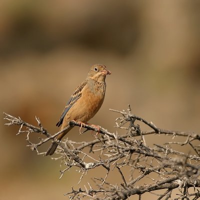 Bruinkeelortolaan - Emberiza caesia - Cretzschmar's Bunting