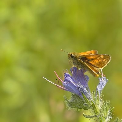 Groot Dikkopje - Ochlodes sylvanus - Large Skipper