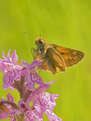 Groot Dikkopje - Ochlodes sylvanus - Large Skipper
