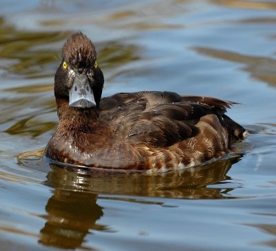 Kuifeend - Aythya Fuligula - Tufted Duck