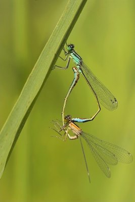 Lantaarntje - Ischnura elegans - Blue-tailed damselfly