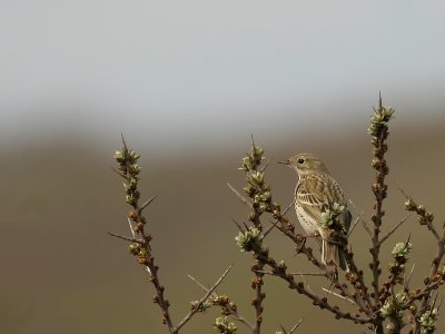 Graspieper - Anthus pratensis - Meadow Pipit