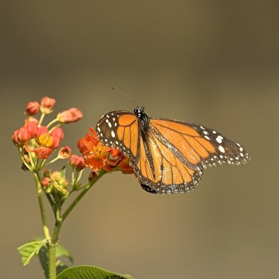 Monarch vlinder - Danaus plexippus - Monarch butterfly