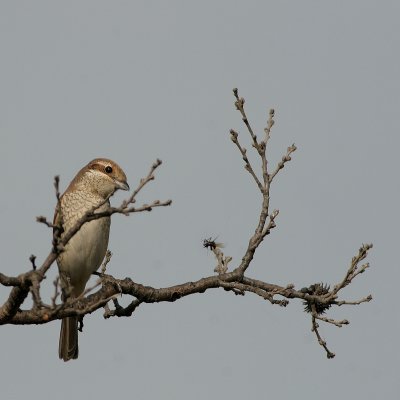 Grauwe Klauwier - Red-backed Shrike