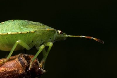 Groene stinkwants - Palomena prasina - Green Shield Beetle