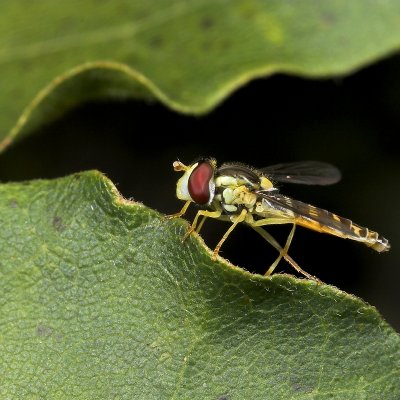 Pyama Zweefvlieg - Episyrphus Balteatus - Marmelade Fly