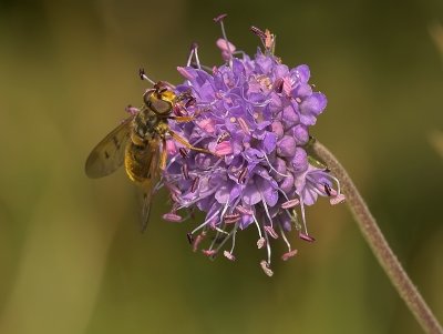 Pyama Zweefvlieg - Episyrphus Balteatus - Marmelade Fly