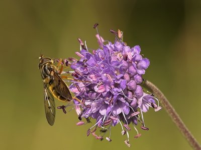 Pyama Zweefvlieg - Episyrphus Balteatus - Marmelade Fly