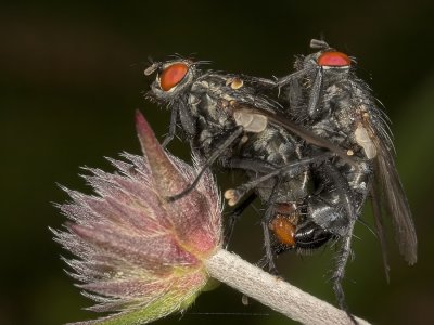 Parende vliegen - Mating flies