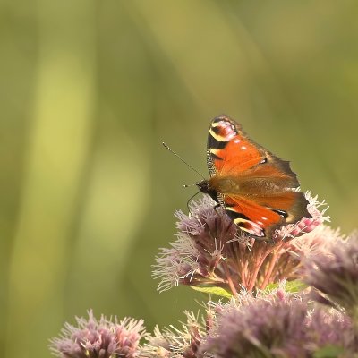 Dagpauwoog - Inachis io - Peacock butterfly