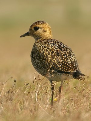 Goudplevier - Pluvialis apricaria - Golden Plover