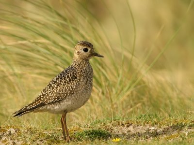 Goudplevier - Pluvialis apricaria - Golden Plover