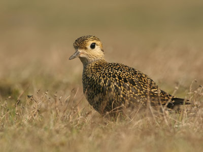 Goudplevier - Pluvialis apricaria - Golden Plover