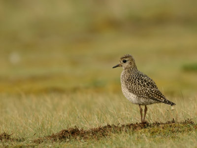 Goudplevier - Pluvialis apricaria - Golden Plover