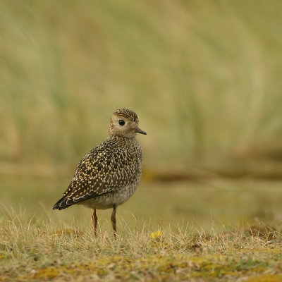 Goudplevier - Pluvialis apricaria - Golden Plover