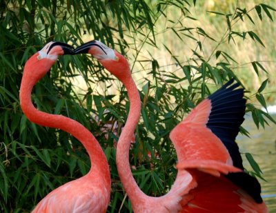 Flamingos.JPG